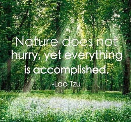 Lao Tzu quote